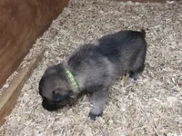 Karma, a female German Shepherd Dog and Siberian Husky for sale in Owen, WI – 2 of 3