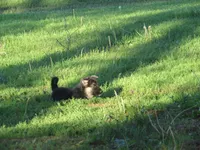 Konnie, a female German Shepherd Dog and Siberian Husky for sale in Owen, WI – 4 of 8