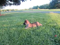 Kali, a female German Shepherd Dog and Siberian Husky for sale in Owen, WI – 6 of 8