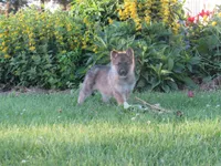 Koda, a female German Shepherd Dog and Siberian Husky for sale in Owen, WI – 2 of 8