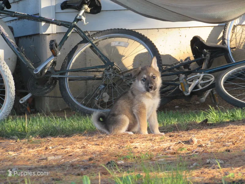 Dambi – German Shepherd Dog, Siberian Husky puppy on hold in Owen, WI