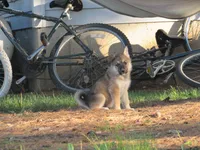 Dambi, a male German Shepherd Dog and Siberian Husky for sale in Owen, WI – 1 of 8