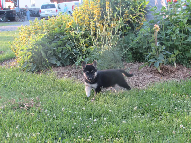 Kassie – German Shepherd Dog, Siberian Husky puppy for sale in Owen, WI