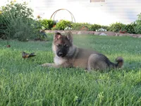 Koda, a female German Shepherd Dog and Siberian Husky for sale in Owen, WI – 5 of 8