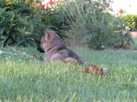 Koda, a female German Shepherd Dog and Siberian Husky for sale in Owen, WI – 6 of 8
