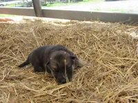 Durango, a male German Shepherd Dog and Siberian Husky for sale in Owen, WI – 2 of 3
