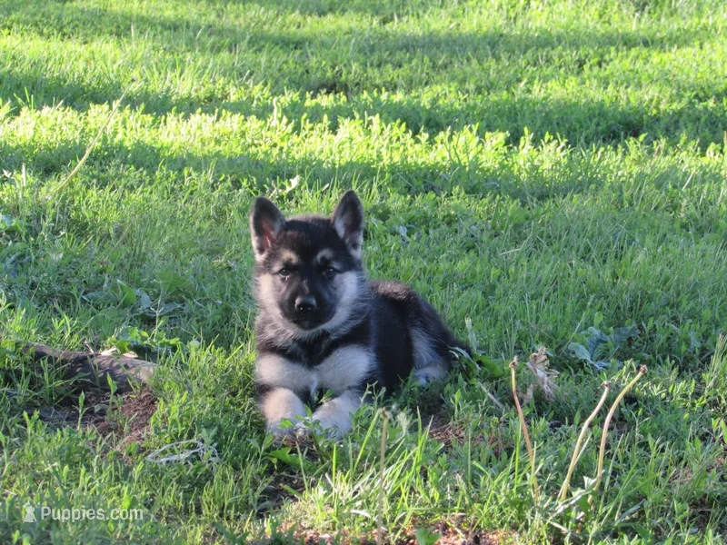 Dexon – German Shepherd Dog, Siberian Husky puppy for sale in Owen, WI