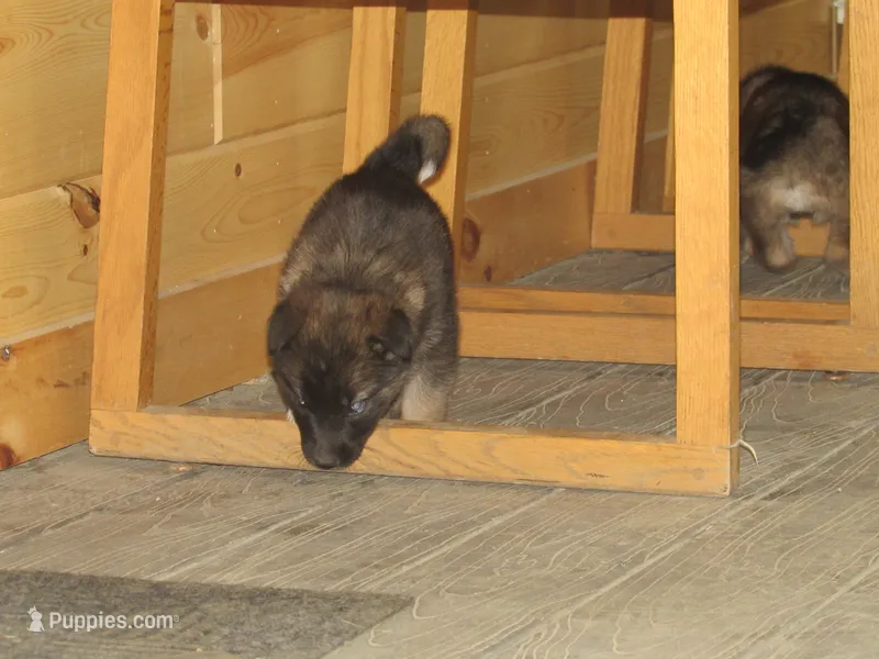 Kamry – German Shepherd Dog, Siberian Husky puppy for sale in Owen, WI