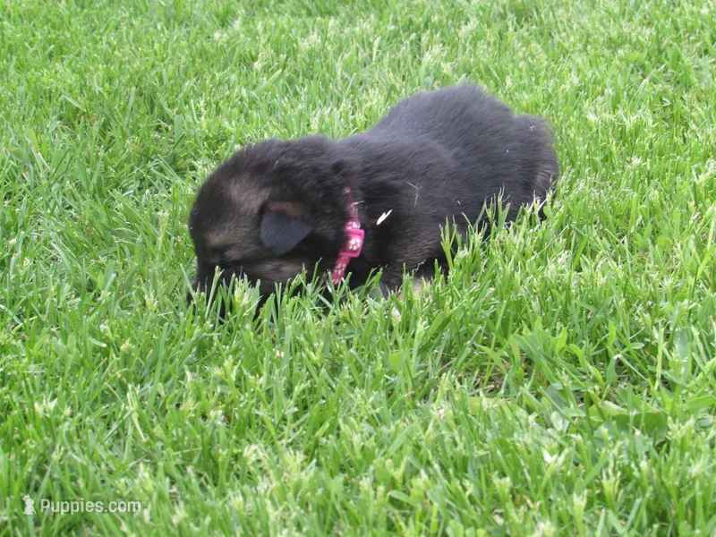 Kia – German Shepherd Dog, Siberian Husky puppy for sale in Owen, WI
