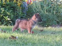 Kali, a female German Shepherd Dog and Siberian Husky for sale in Owen, WI – 2 of 8