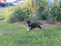 Kassie, a female German Shepherd Dog and Siberian Husky for sale in Owen, WI – 4 of 7