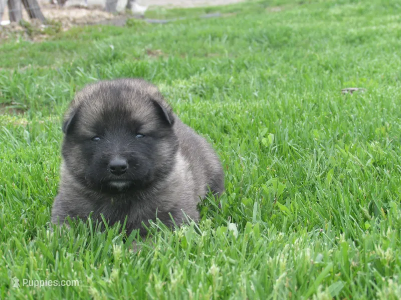 Dexley – German Shepherd Dog, Siberian Husky puppy for sale in Owen, WI