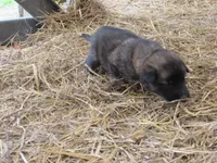Kamry, a female German Shepherd Dog and Siberian Husky for sale in Owen, WI – 3 of 5