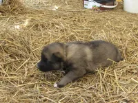 Dexley, a male German Shepherd Dog and Siberian Husky for sale in Owen, WI – 2 of 3