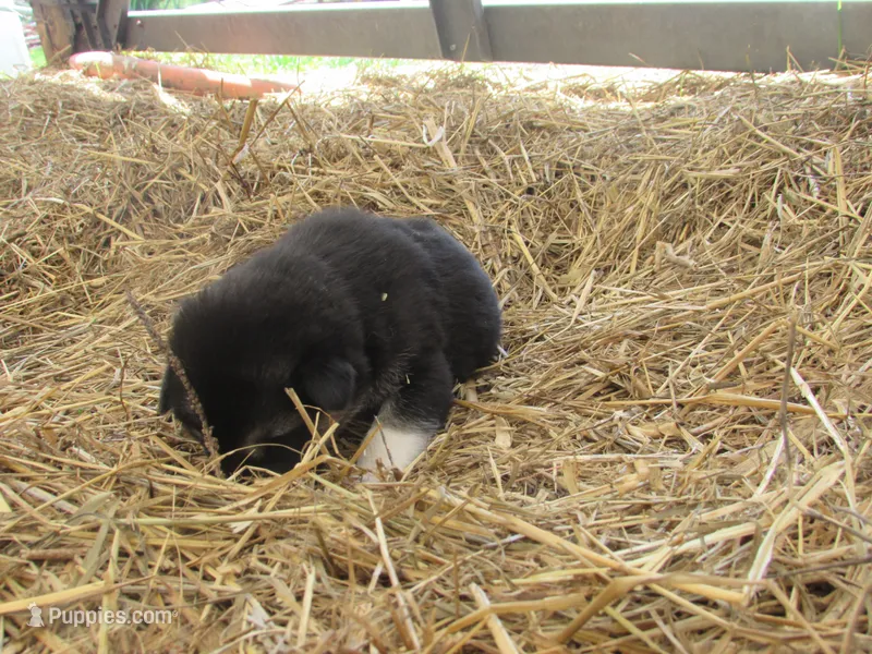 Dudley – German Shepherd Dog, Siberian Husky puppy for sale in Owen, WI