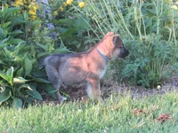 Kali, a female German Shepherd Dog and Siberian Husky for sale in Owen, WI – 5 of 8