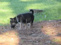 Durango, a male German Shepherd Dog and Siberian Husky for sale in Owen, WI – 2 of 7
