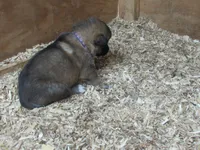 Koda, a female German Shepherd Dog and Siberian Husky for sale in Owen, WI – 2 of 4