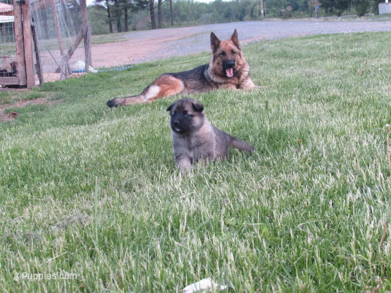 Dexley – German Shepherd Dog, Siberian Husky puppy for sale in Owen, WI