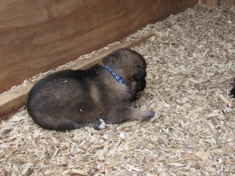Kali – German Shepherd Dog, Siberian Husky puppy for sale in Owen, WI