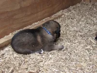 Kali, a female German Shepherd Dog and Siberian Husky for sale in Owen, WI – 1 of 4