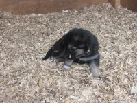 Kassie, a female German Shepherd Dog and Siberian Husky for sale in Owen, WI – 2 of 4