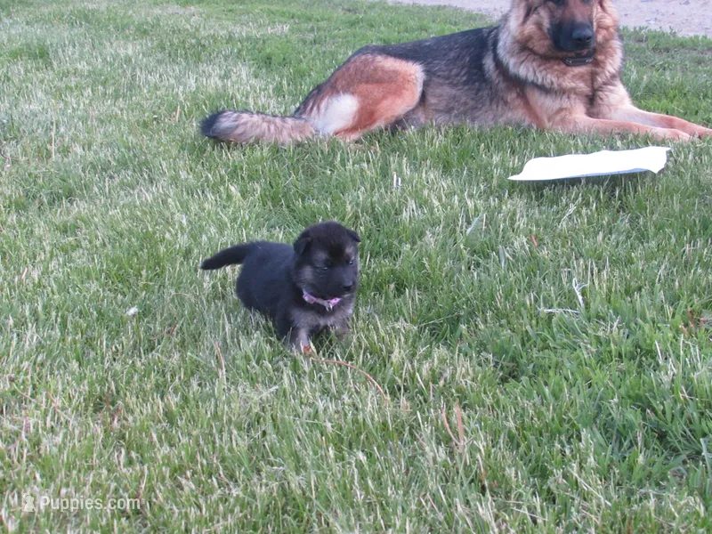 Denton – German Shepherd Dog, Siberian Husky puppy for sale in Owen, WI