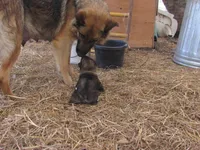 Kamry, a female German Shepherd Dog and Siberian Husky for sale in Owen, WI – 1 of 5