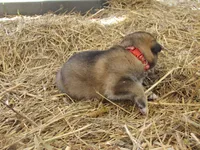 Dambi, a male German Shepherd Dog and Siberian Husky for sale in Owen, WI – 2 of 3