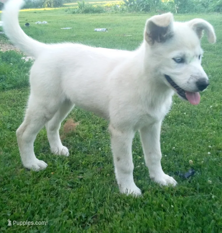 Puppy 1 – Border Collie, Siberian Husky puppy for sale in Owen, WI