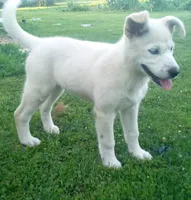 Puppy 1, a female Border Collie and Siberian Husky for sale in Owen, WI – 1 of 1