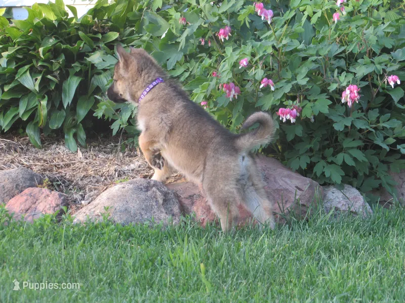 Koda – German Shepherd Dog, Siberian Husky puppy for sale in Owen, WI