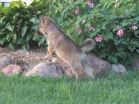 Koda, a female German Shepherd Dog and Siberian Husky for sale in Owen, WI – 1 of 8