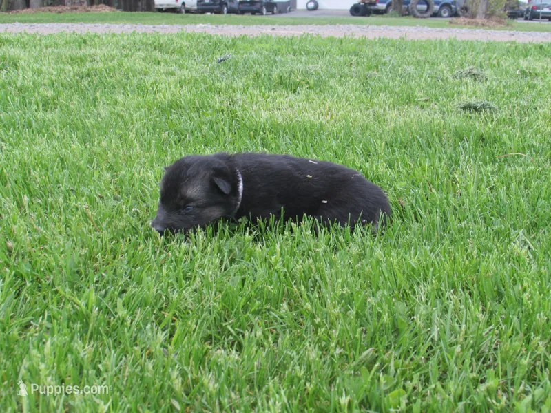 Denton – German Shepherd Dog, Siberian Husky puppy for sale in Owen, WI