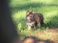 Durango, a male German Shepherd Dog and Siberian Husky for sale in Owen, WI – 5 of 7