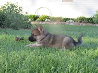 Koda, a female German Shepherd Dog and Siberian Husky for sale in Owen, WI – 4 of 8