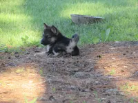 Durango, a male German Shepherd Dog and Siberian Husky for sale in Owen, WI – 3 of 7