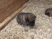 Kali, a female German Shepherd Dog and Siberian Husky for sale in Owen, WI – 2 of 4
