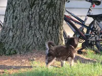 Denton, a male German Shepherd Dog and Siberian Husky for sale in Owen, WI – 4 of 7
