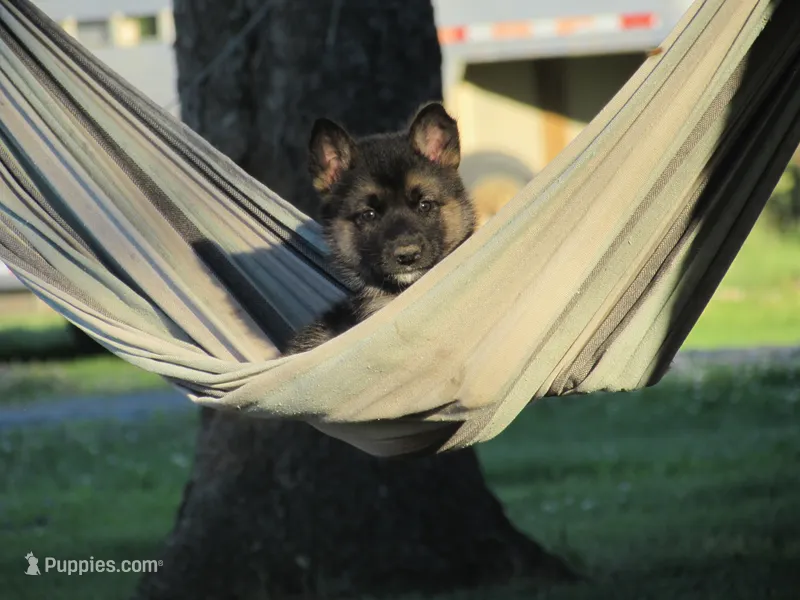 Kia – German Shepherd Dog, Siberian Husky puppy for sale in Owen, WI