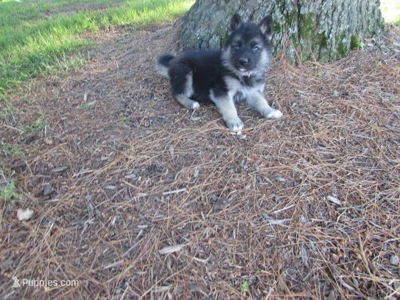 Denton – German Shepherd Dog, Siberian Husky puppy for sale in Owen, WI