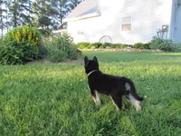 Kassie, a female German Shepherd Dog and Siberian Husky for sale in Owen, WI – 2 of 7