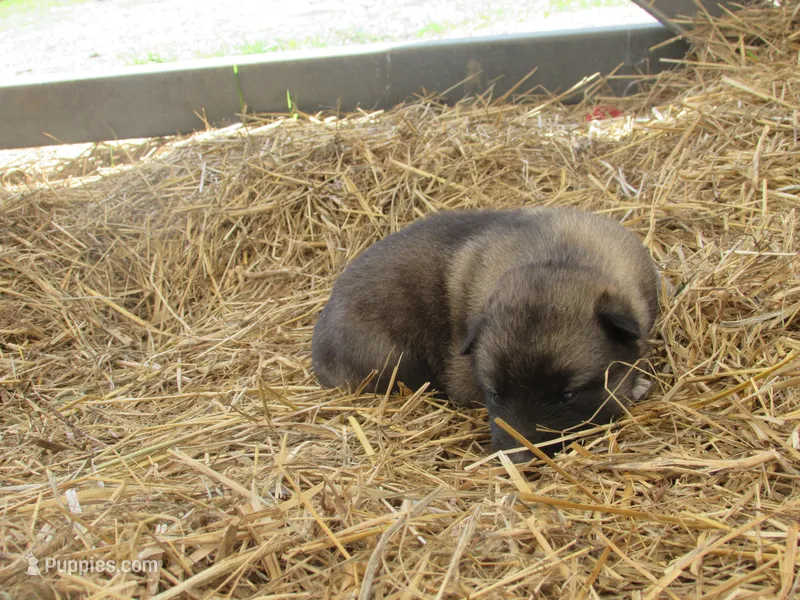 Dexter – German Shepherd Dog, Siberian Husky puppy for sale in Owen, WI