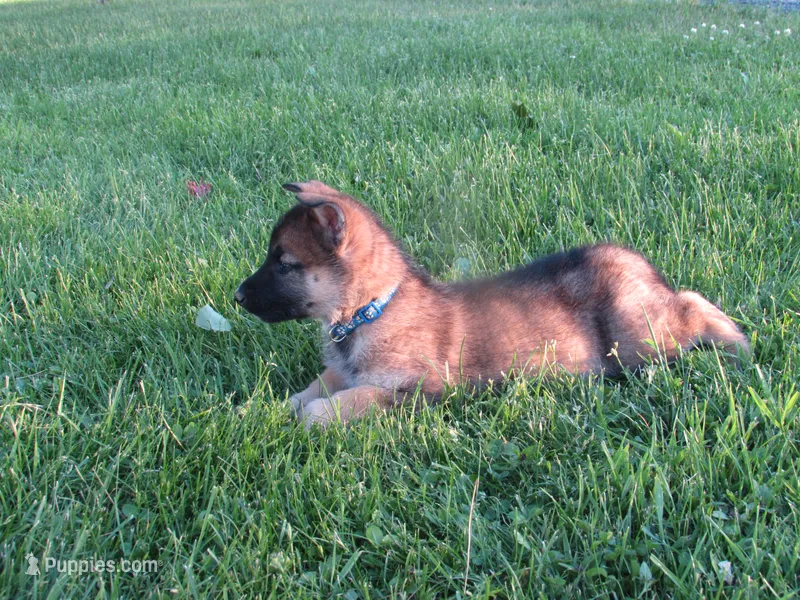 Kali – German Shepherd Dog, Siberian Husky puppy for sale in Owen, WI