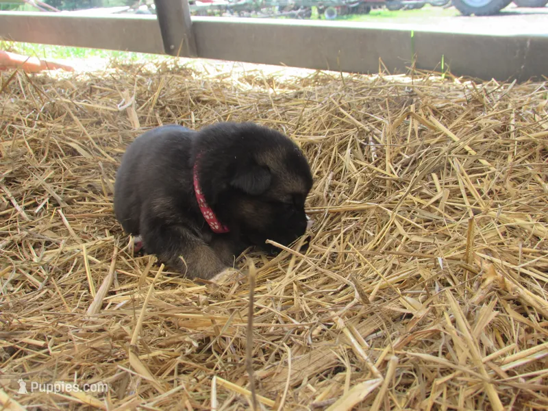 Kia – German Shepherd Dog, Siberian Husky puppy for sale in Owen, WI