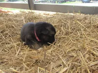 Kia, a female German Shepherd Dog and Siberian Husky for sale in Owen, WI – 1 of 3