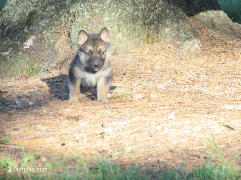 Durango – German Shepherd Dog, Siberian Husky puppy for sale in Owen, WI