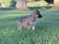 Koda, a female German Shepherd Dog and Siberian Husky for sale in Owen, WI – 3 of 8