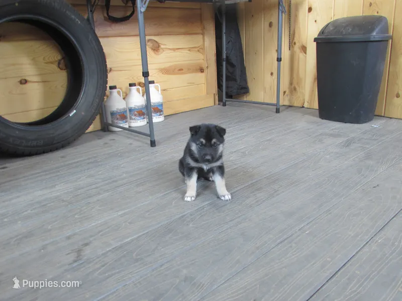 Kassie – German Shepherd Dog, Siberian Husky puppy for sale in Owen, WI