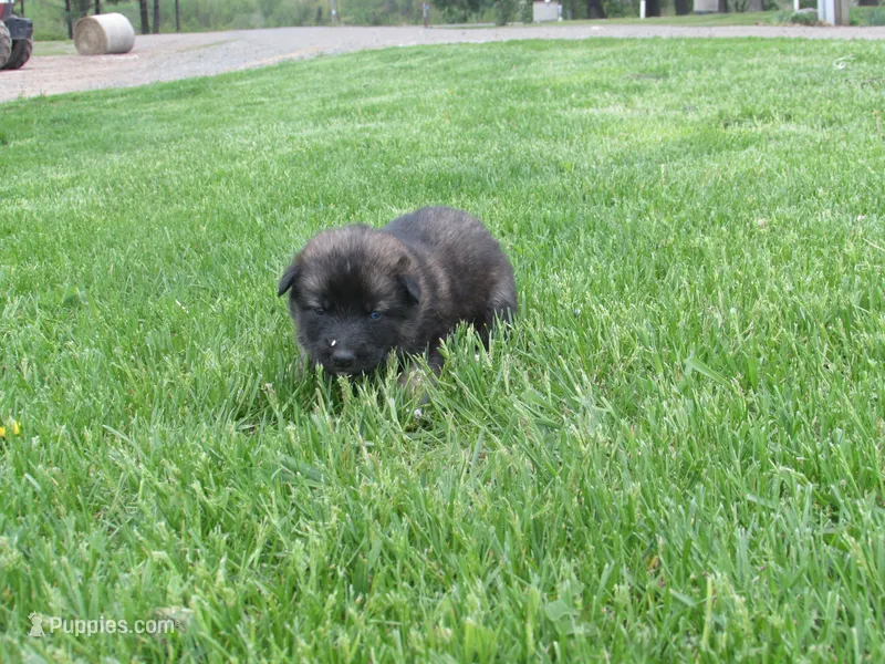 Kamry – German Shepherd Dog, Siberian Husky puppy for sale in Owen, WI
